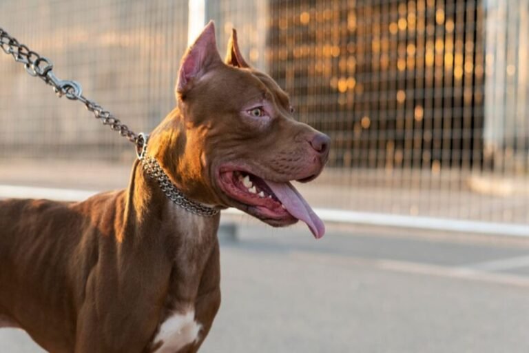 Criança é atacada por pit-bull e fica gravemente ferida Criança é atacada por pit-bull e fica gravemente ferida