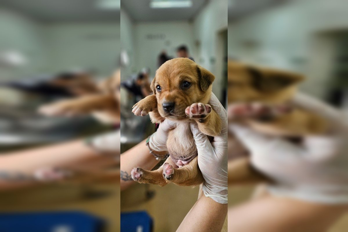 Polícia Civil resgata cães trancados por um mês em meio em casa no DF