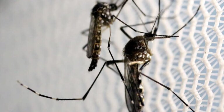 Óbitos por dengue chegam a 14 em São Paulo e a 21 no Brasil em 2025 Óbitos por dengue chegam a 14 em São Paulo e a 21 no Brasil em 2025