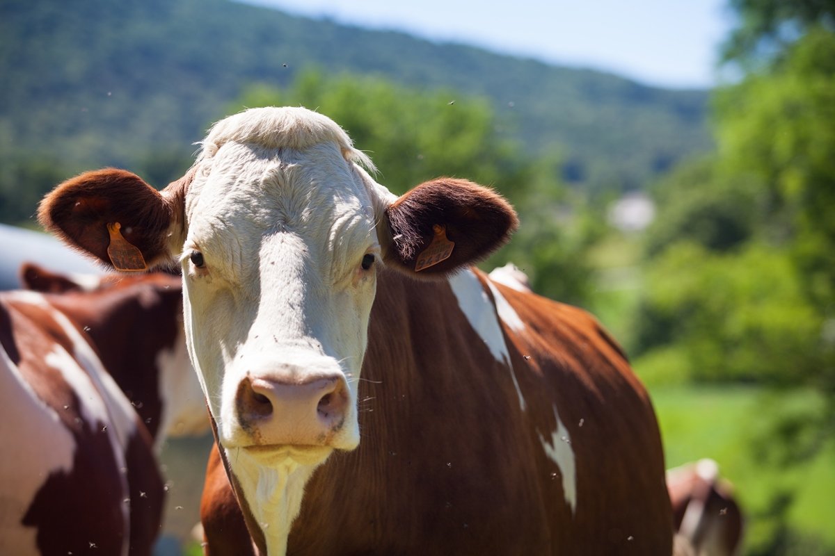 Antes de levar coice fatal, homem tirou leite de vaca estuprada