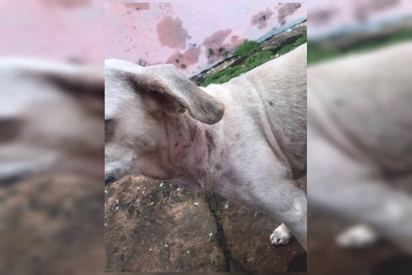 Cachorro atacado por pit-bull e salvo por PM está bem, diz família