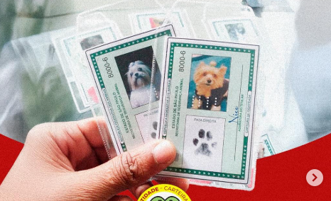 Avanço na Proteção Animal: Carteira de Identidade para Pets já é Realidade