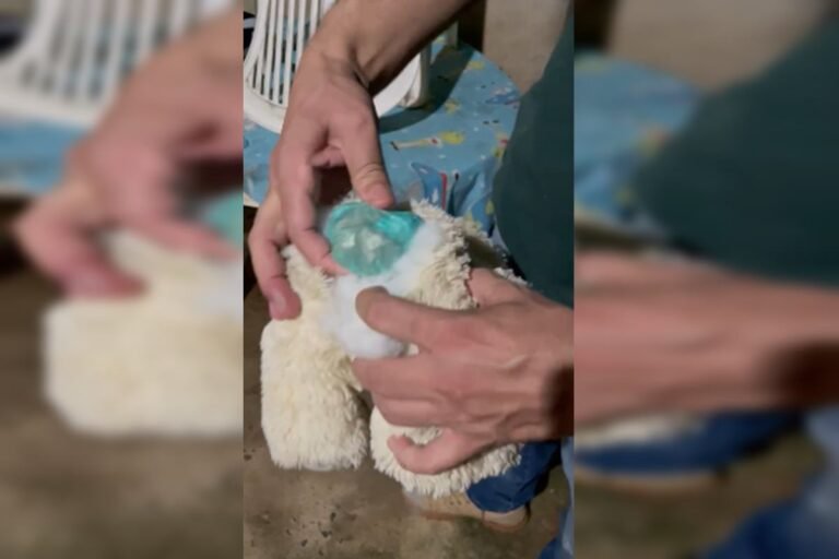Coelho do tráfico: 350 pedras de crack são encontradas em pelúcia Coelho do tráfico: 350 pedras de crack são encontradas em pelúcia