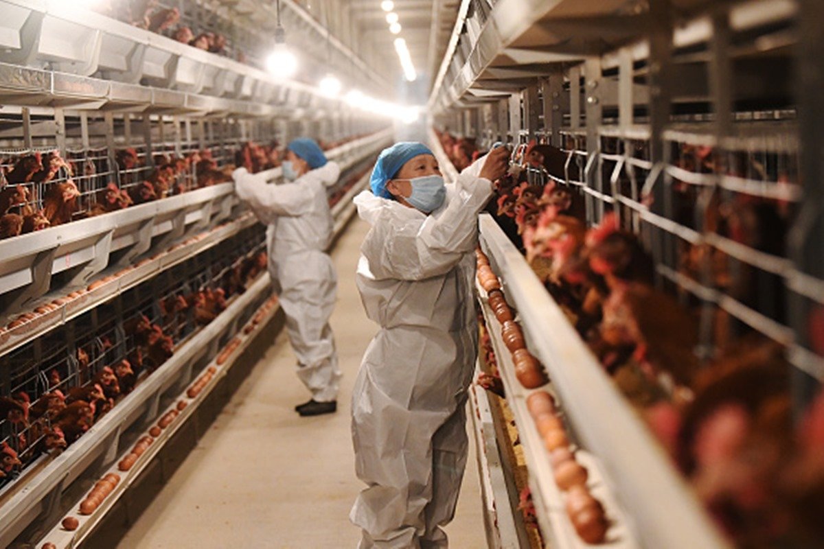 EUA confirmam primeiro surto de gripe aviária pela cepa H5N9