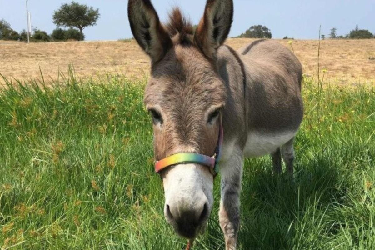 Morre, aos 30 anos, o burro Perry, que inspirou personagem de Shrek