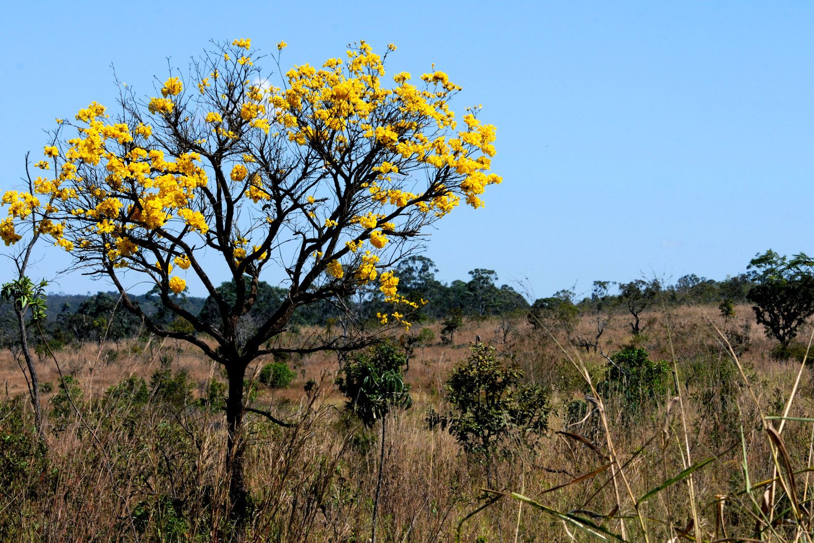 Portaria organiza e oficializa a realização da 5ª Conferência do Meio Ambiente