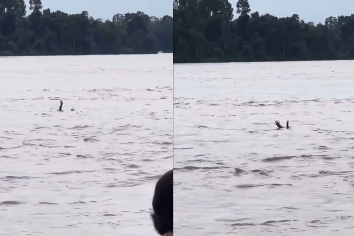 Vídeo: banhistas flagram crocodilo “fingindo” ser humano se afogando