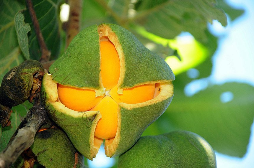 Lei institui política de valorização do pequi e outros frutos do Cerrado — Senado Notícias