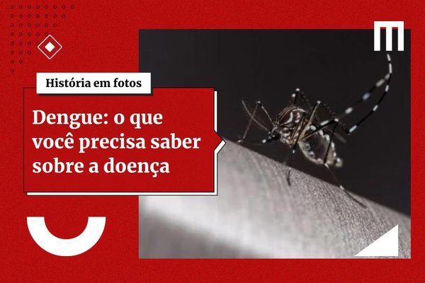 Dengue: cientistas criam armadilha eficaz para mosquito Aedes aegypti