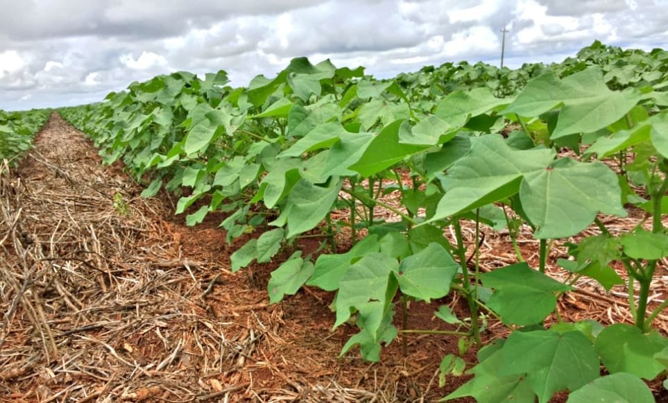 Agrodefesa alerta para prazos de semeadura do algodão