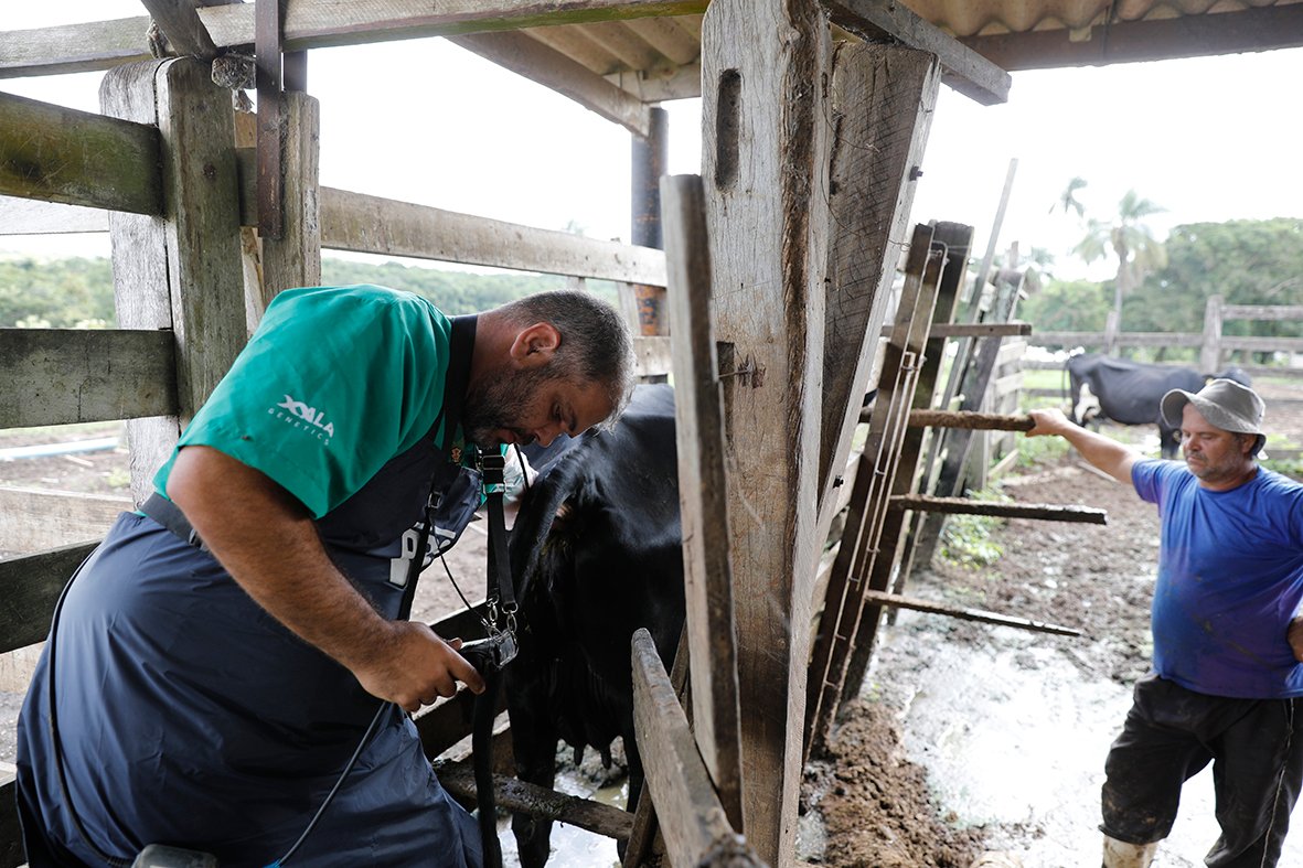 Melhoramento genético de gado aumenta produtividade e traz sustentabilidade a propriedades rurais do DF