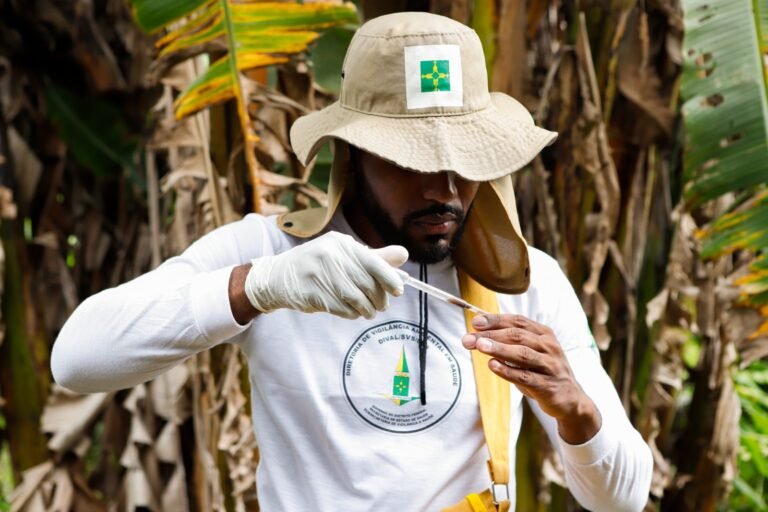 Saúde moderniza ferramenta que identifica focos e planeja ações contra a dengue Saúde moderniza ferramenta que identifica focos e planeja ações contra a dengue