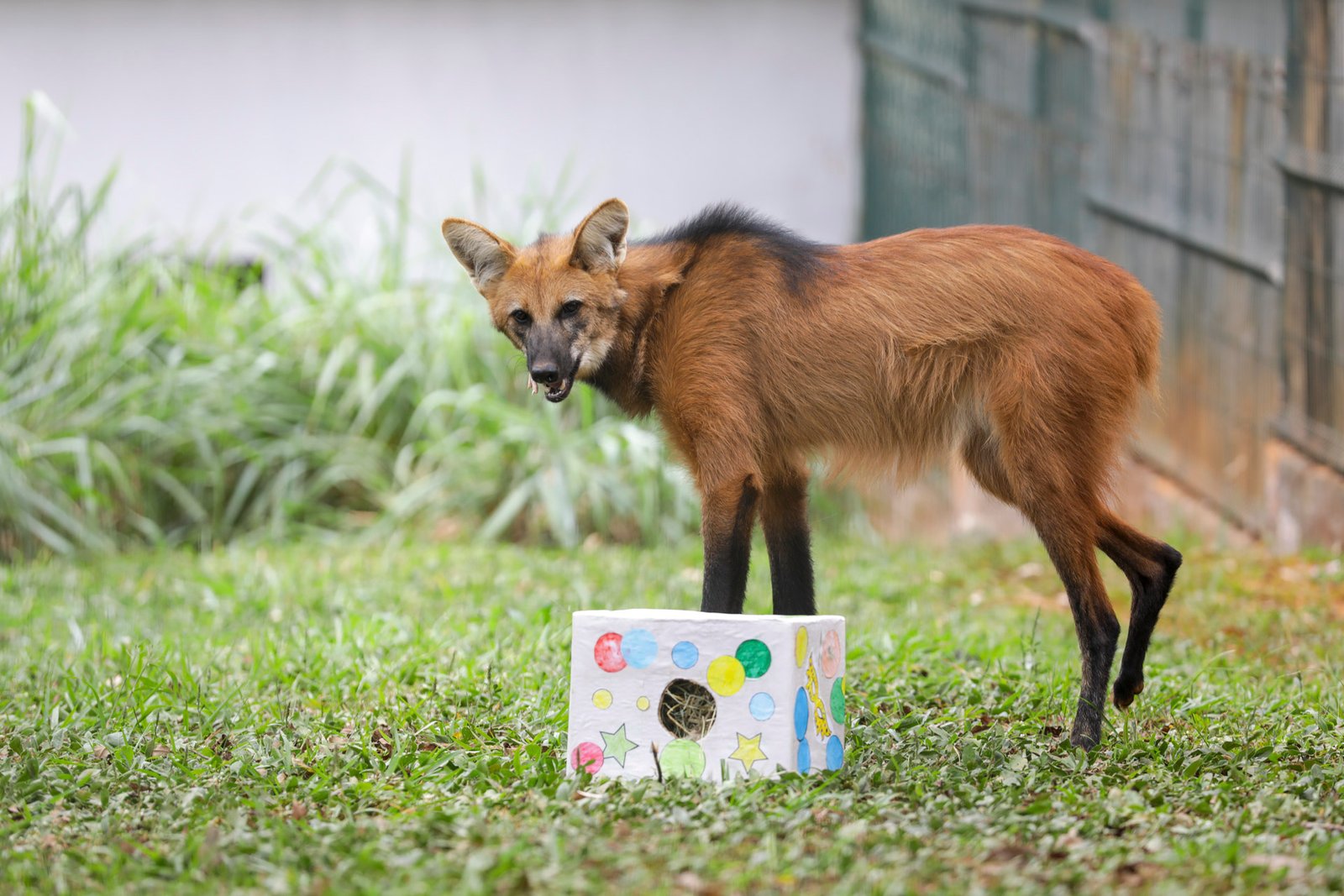 Alimentação surpresa para animais diverte visitantes do Zoológico de Brasília