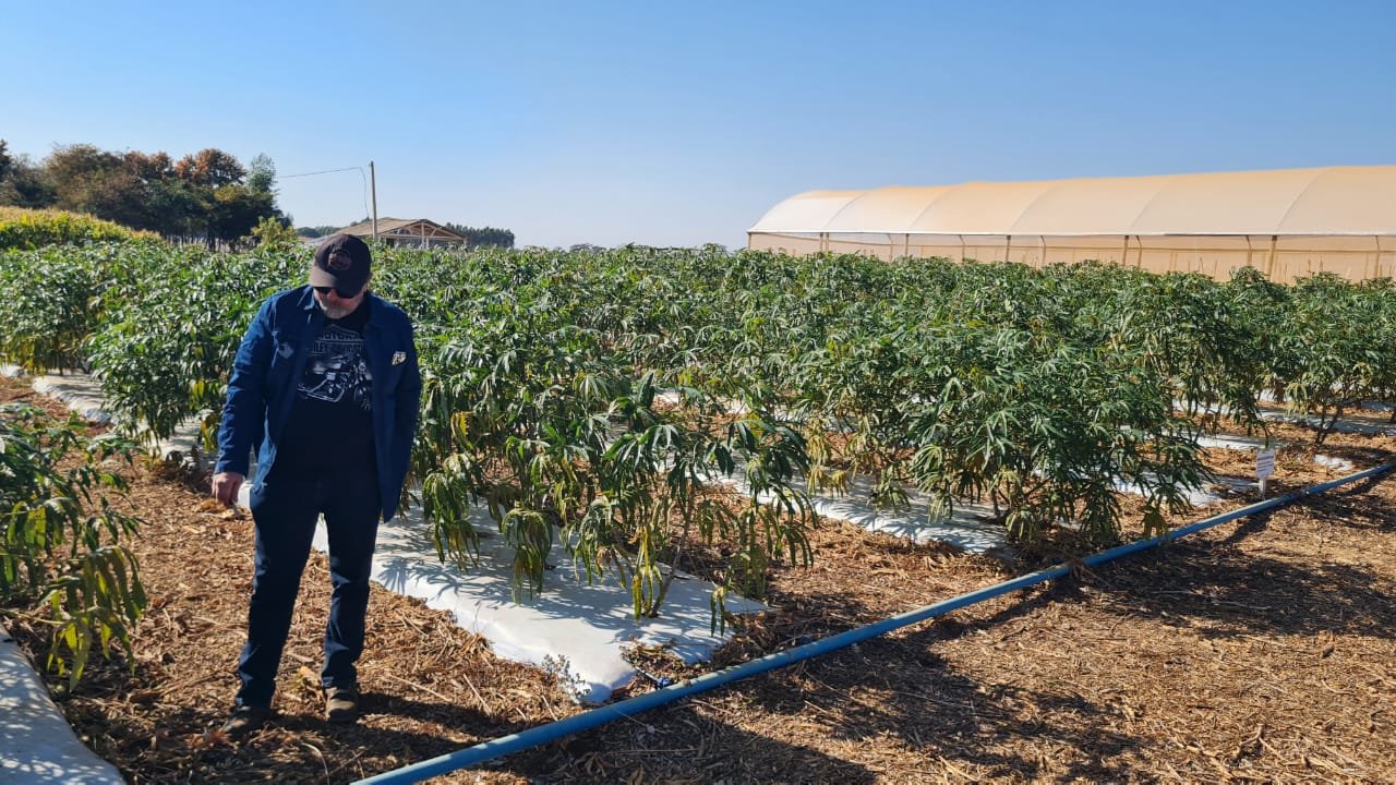 Com o uso de tecnologias, novas variedades de mandioca podem chegar a produzir 64 kg por hectare