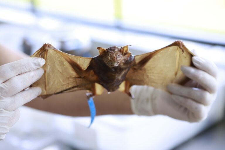 Conheça as orientações para o recolhimento de animais mortos com segurança Conheça as orientações para o recolhimento de animais mortos com segurança