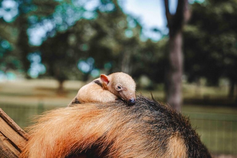 Fofura: filhote de tamanduá-mirim nasce no zoo de Brasília; fotos Fofura: filhote de tamanduá-mirim nasce no zoo de Brasília; fotos