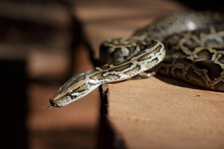 Inscrições para o Zoo Noturno serão abertas na sexta-feira (4) Inscrições para o Zoo Noturno serão abertas na sexta-feira (4)
