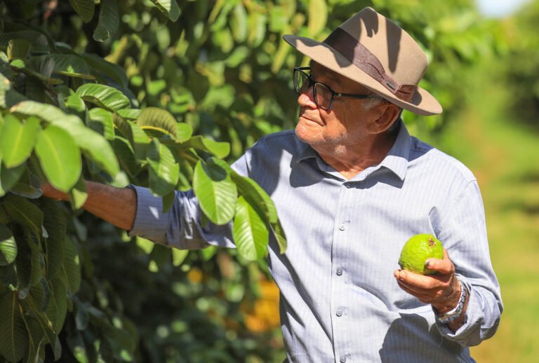 Com aumento de mais de 8% na colheita, goiaba se destaca como principal fruta cultivada no DF Com aumento de mais de 8% na colheita, goiaba se destaca como principal fruta cultivada no DF
