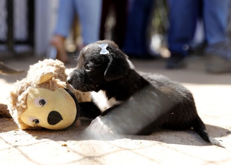 Parque da Cidade recebe primeira edição do evento Defensoria na Proteção dos Animais Parque da Cidade recebe primeira edição do evento Defensoria na Proteção dos Animais
