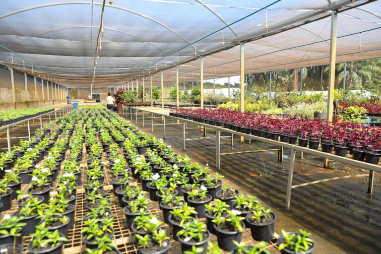 Trabalho nos viveiros da Novacap transforma vida de reeducandas Trabalho nos viveiros da Novacap transforma vida de reeducandas