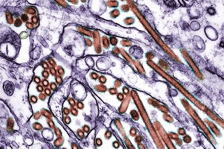 H5N1: México registra 1ª morte por gripe aviária na América Latina