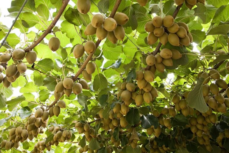 Saiba como plantar fruta que protege o coração e fortalece os ossos Saiba como plantar fruta que protege o coração e fortalece os ossos