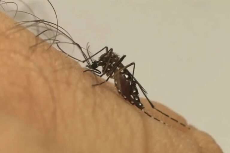 Wolbachia: entenda como funciona método para o controle da dengue Wolbachia: entenda como funciona método para o controle da dengue