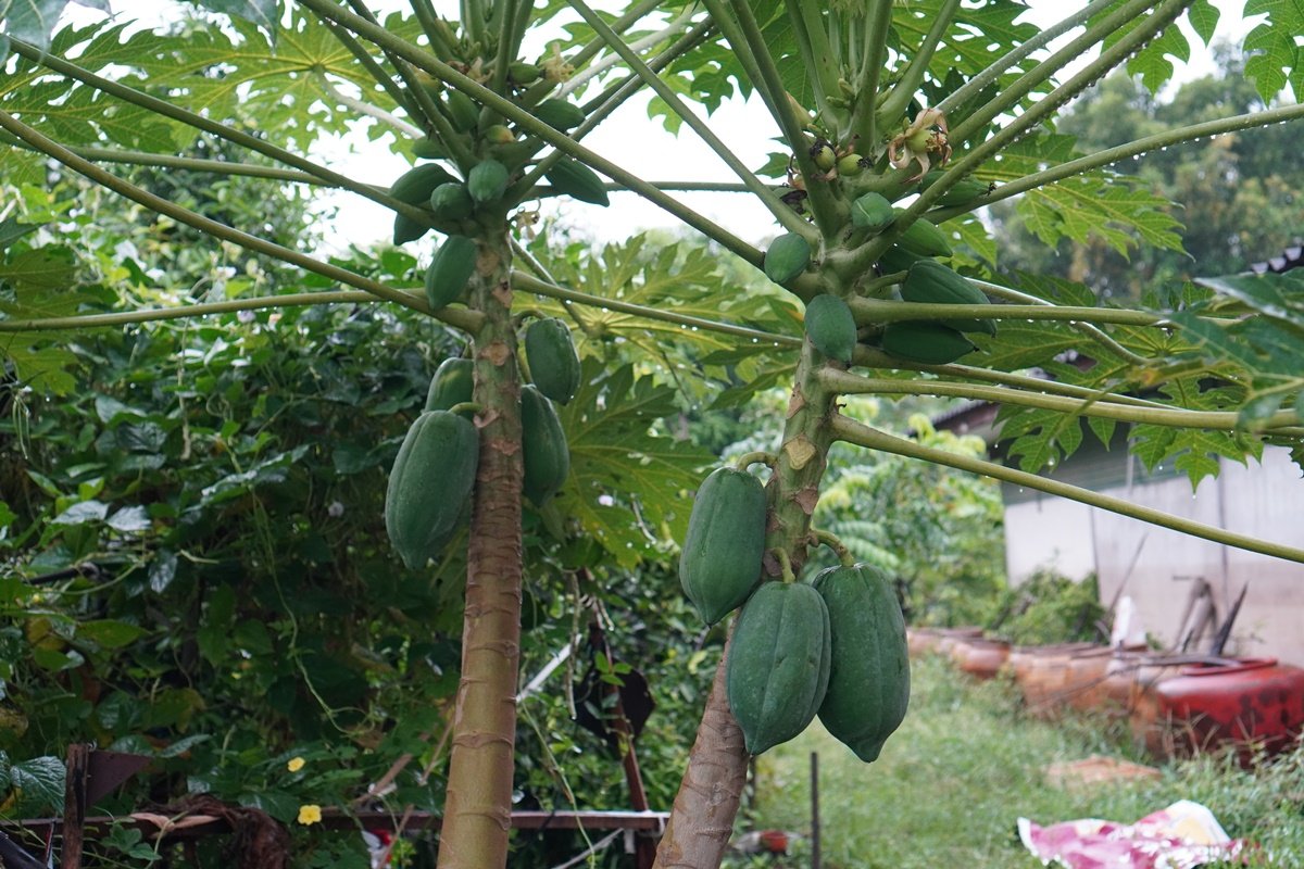 Conheça fruta tropical que é grande aliada no ganho de massa muscular