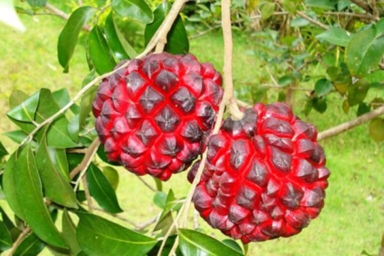 Pindaíba: fruta brasileira rica em antioxidantes protege o coração Pindaíba: fruta brasileira rica em antioxidantes protege o coração