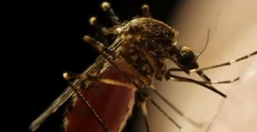 Screenshot_55 Mosquito com Volbákia não transmite dengue! A proteção chegou na Cidade Estrutural!