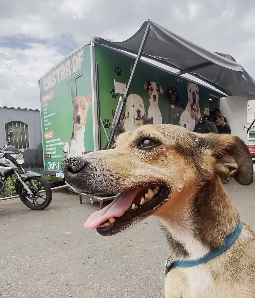 WhatsApp-Image-2025-07-29-at-18.56.00 DF oferece 1.080 vagas para castração gratuita de cães e gatos nos dias 30 e 31 de julho