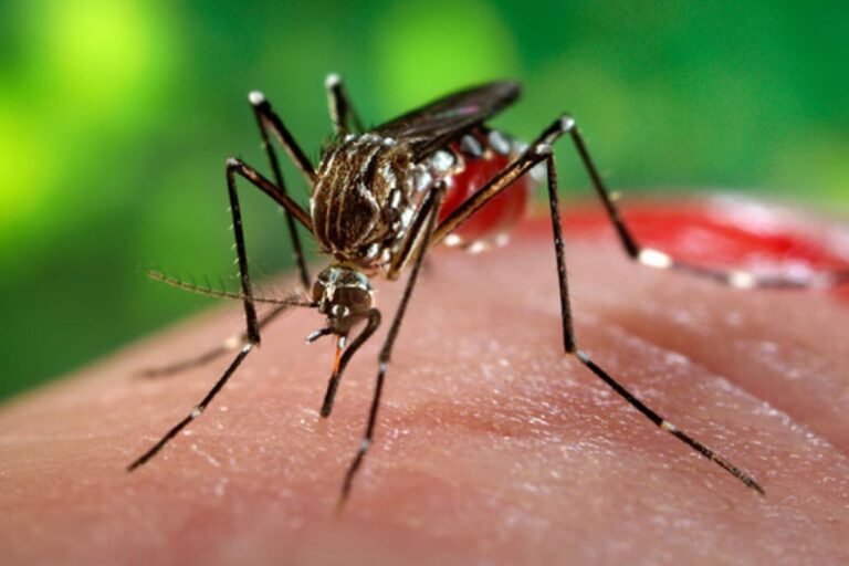 OMS alerta para risco global de surto do vírus chikungunya OMS alerta para risco global de surto do vírus chikungunya