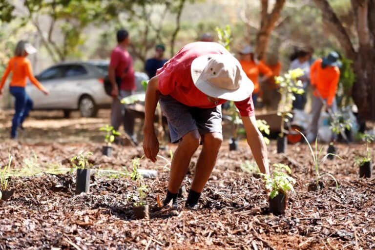 Caps II do Riacho Fundo inaugura horto agroflorestal para saúde mental