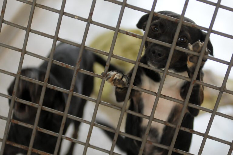 Feira de adoção do DF traz cães resgatados à espera de famílias