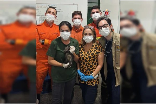 Ferido, filhote de cachorro-do-mato foge de incêndio e é salvo no DF