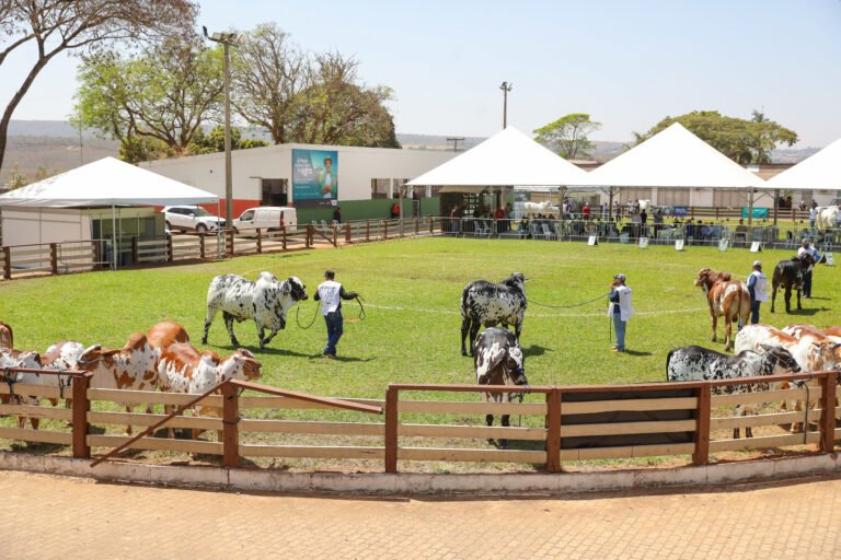Festa do Morango, Expoabra e desfile de 7 de Setembro aquecem o turismo e devem atrair mais 600 mil pessoas