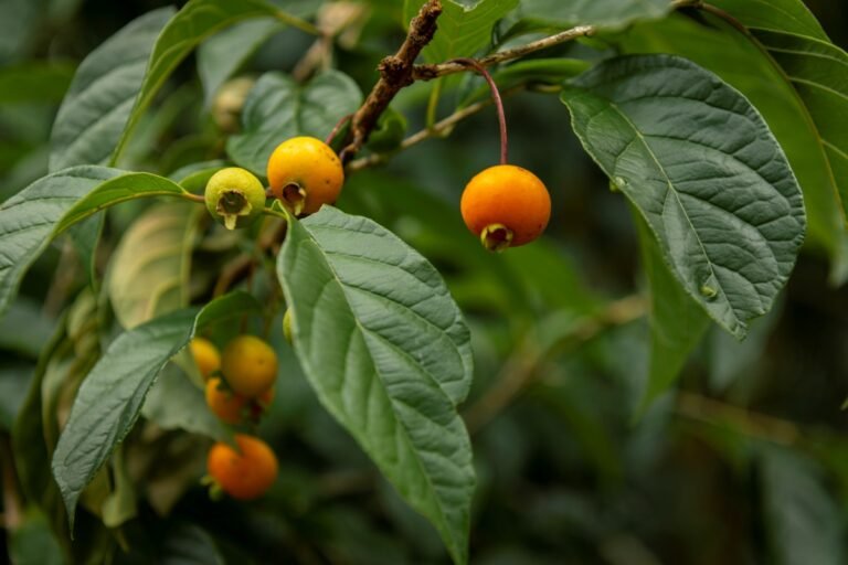 Fruta do Cerrado vira farinha que ajuda a controlar o colesterol