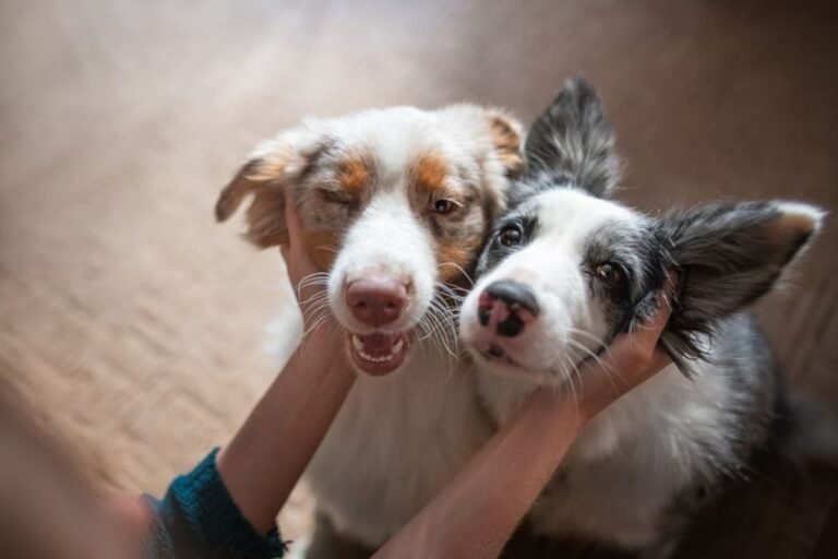 Ibaneis envia projeto de auxílio para protetores de animais à CLDF
