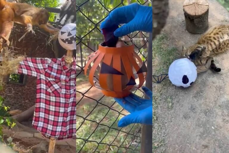 animais do Zoo de Brasília "celebram" o Halloween