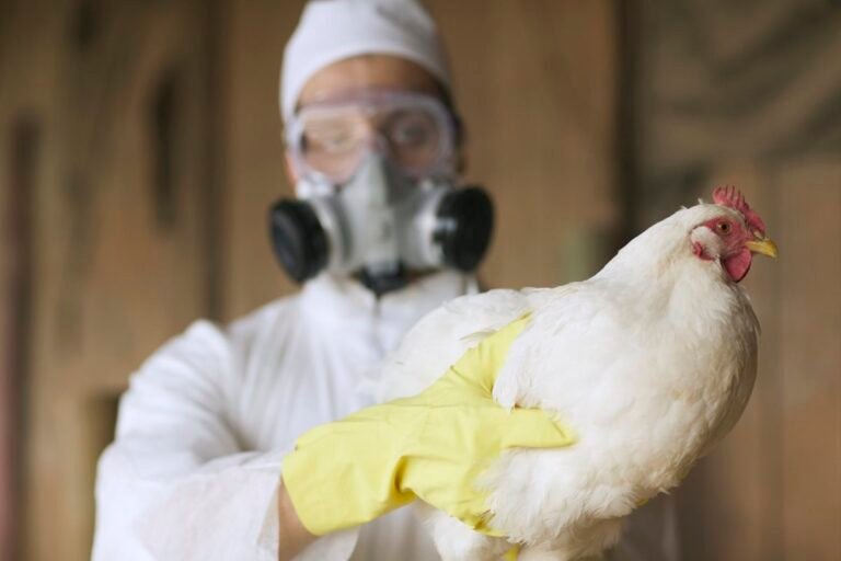 menor cepa do vírus da gripe aviária preocupa cientistas