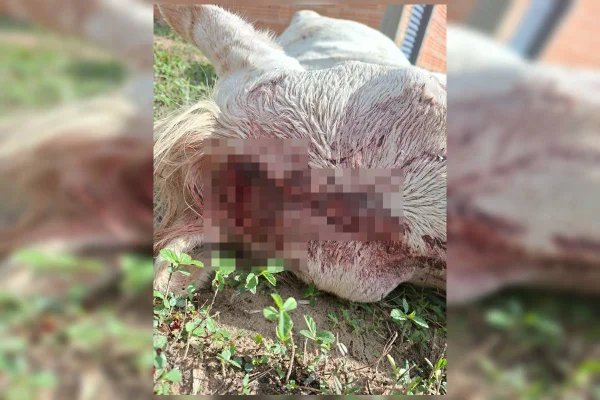Cavalo leva tiro, passa horas agonizando e precisa ser sacrificado