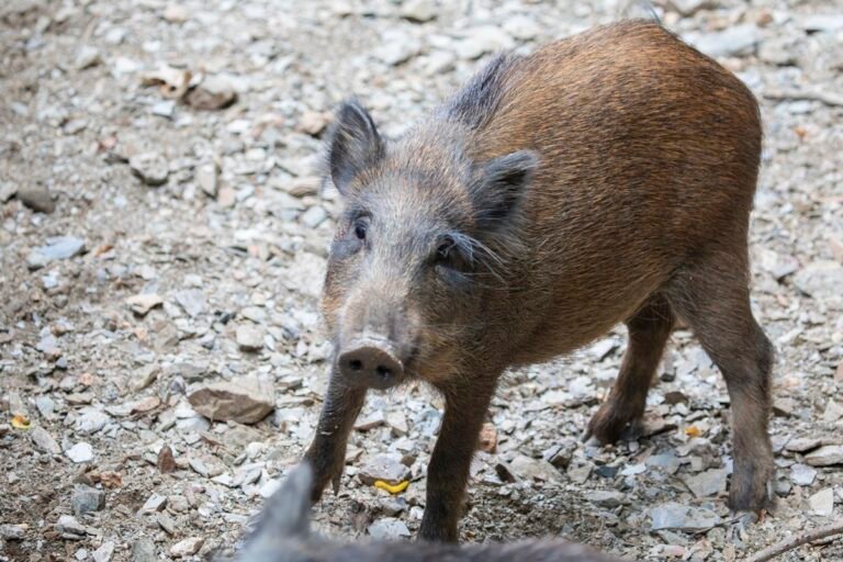 Espanha registra o 1° caso de peste suína africana em três décadas