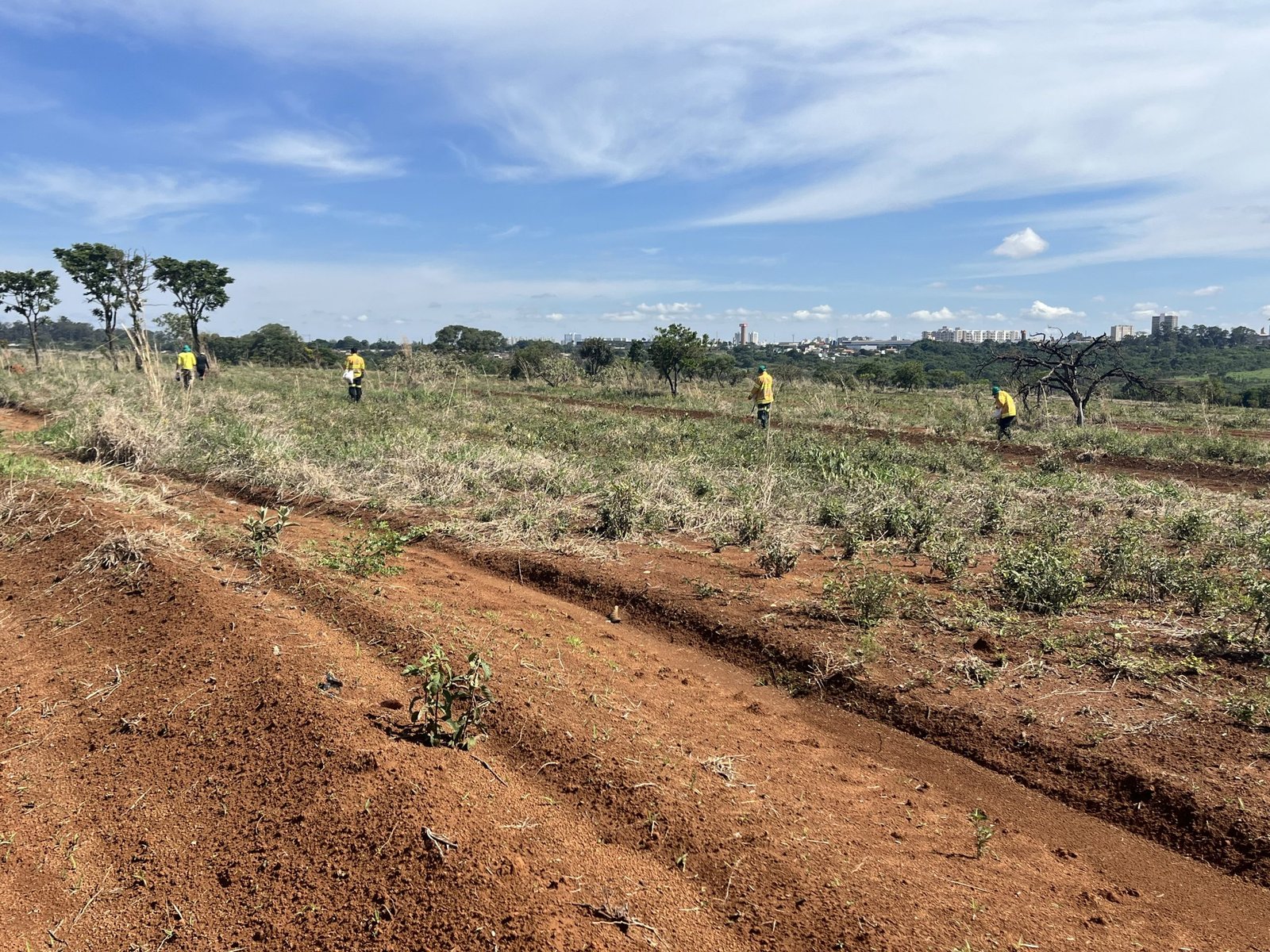 Parque Ecológico do Riacho Fundo inicia recomposição do Cerrado