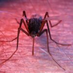 Anvisa publica registro de vacina contra a dengue do Butantan