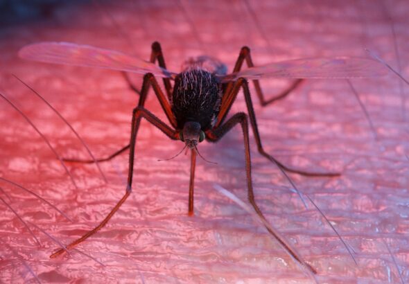 Anvisa publica registro de vacina contra a dengue do Butantan