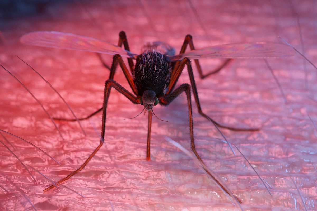 Anvisa publica registro de vacina contra a dengue do Butantan