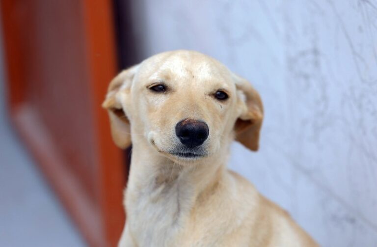 BRB inicia pagamento dos cartões Ração e Castração para fortalecimento da causa animal no DF