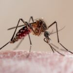 Infectologistas explicam como reconhecer os sintomas da dengue
