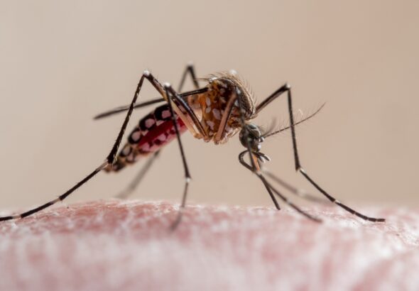 Infectologistas explicam como reconhecer os sintomas da dengue