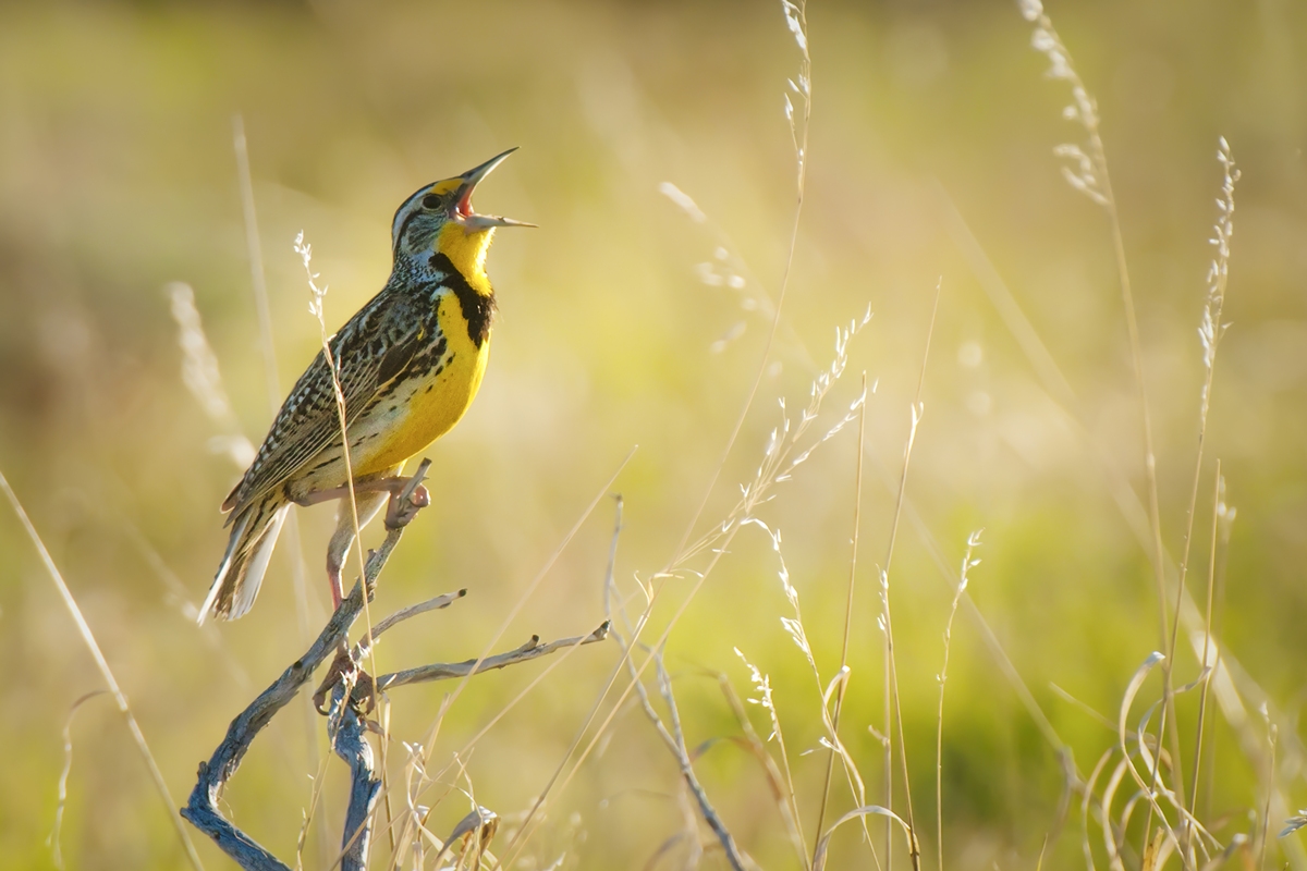 O canto dos pássaros relaxa o cérebro? Entenda o que acontece no órgão